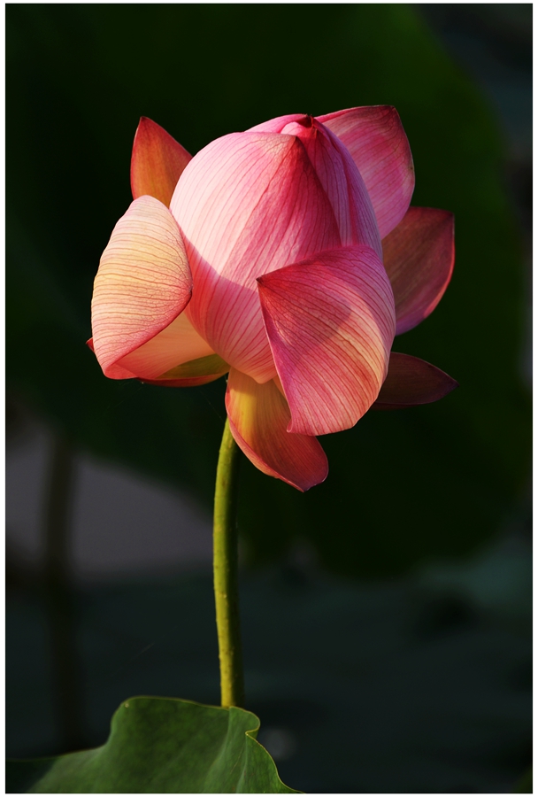 DSC_1427a.jpg