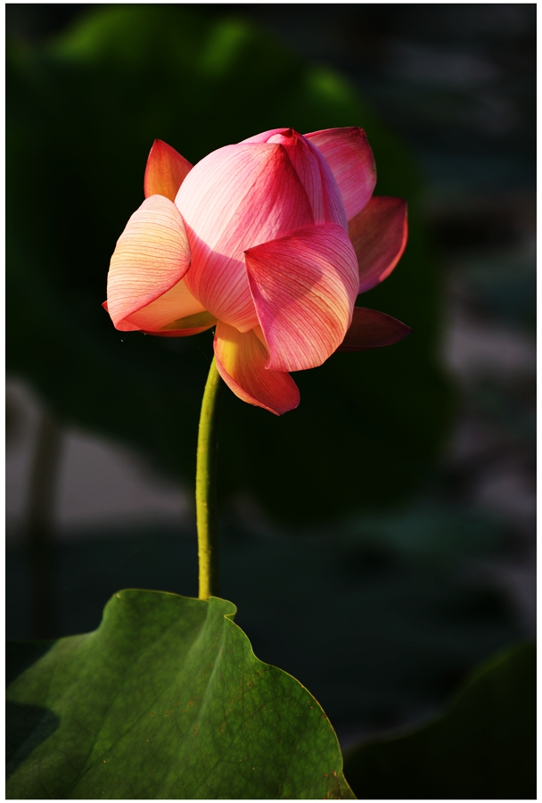 DSC_1434a.jpg
