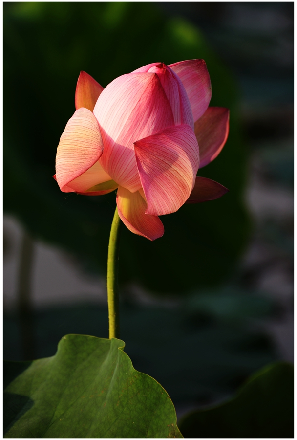 DSC_1435a.jpg