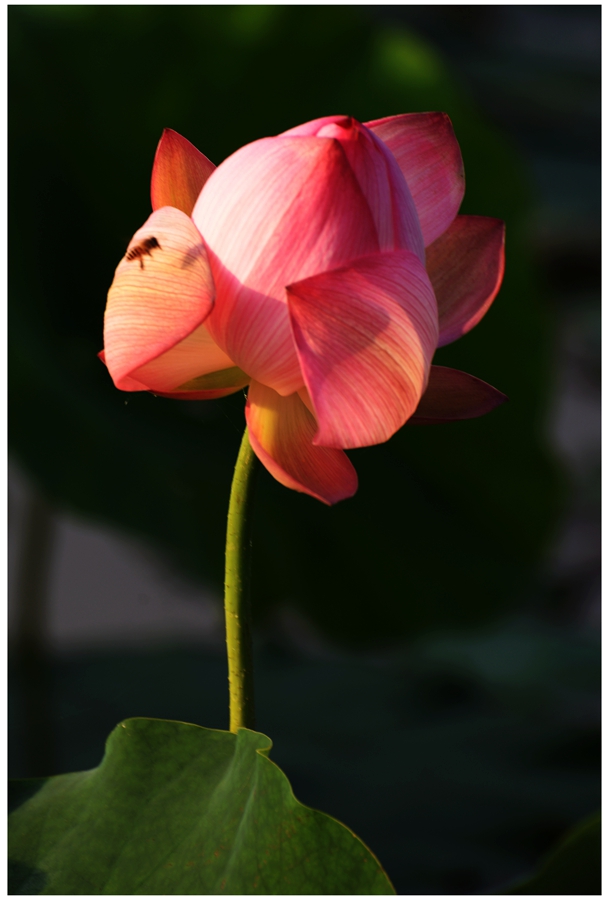 DSC_1437a.jpg