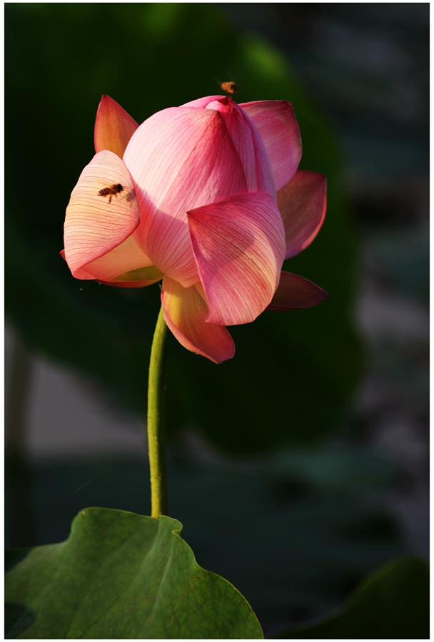 DSC_1438a.jpg