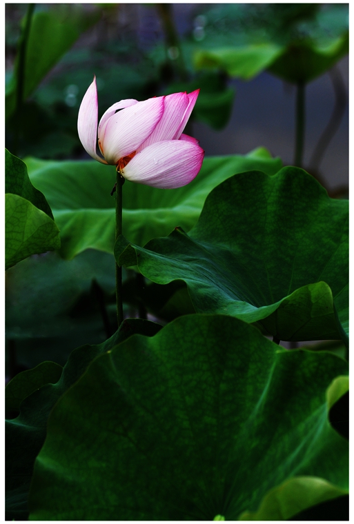 DSC_0202a.jpg