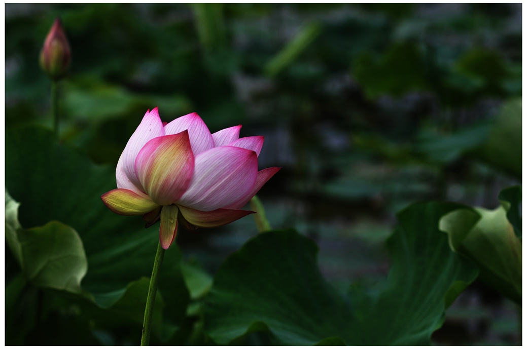 DSC_0210a.jpg