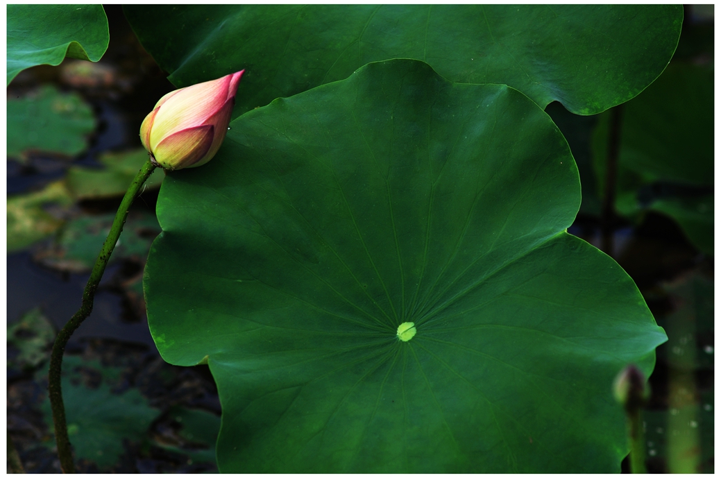 DSC_0211a.jpg