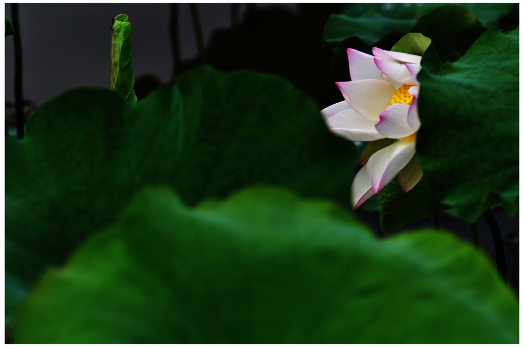 DSC_0212a.jpg