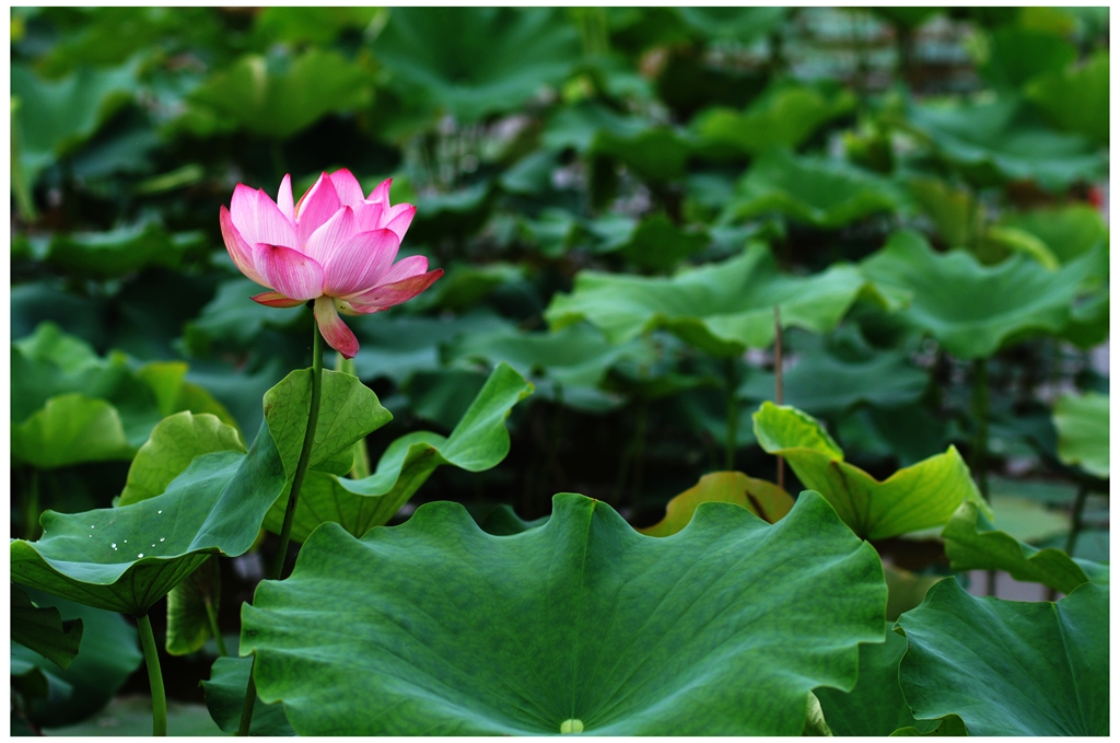 DSC_0228a_副本.jpg