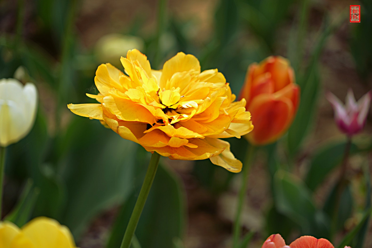 DSC07155.jpg