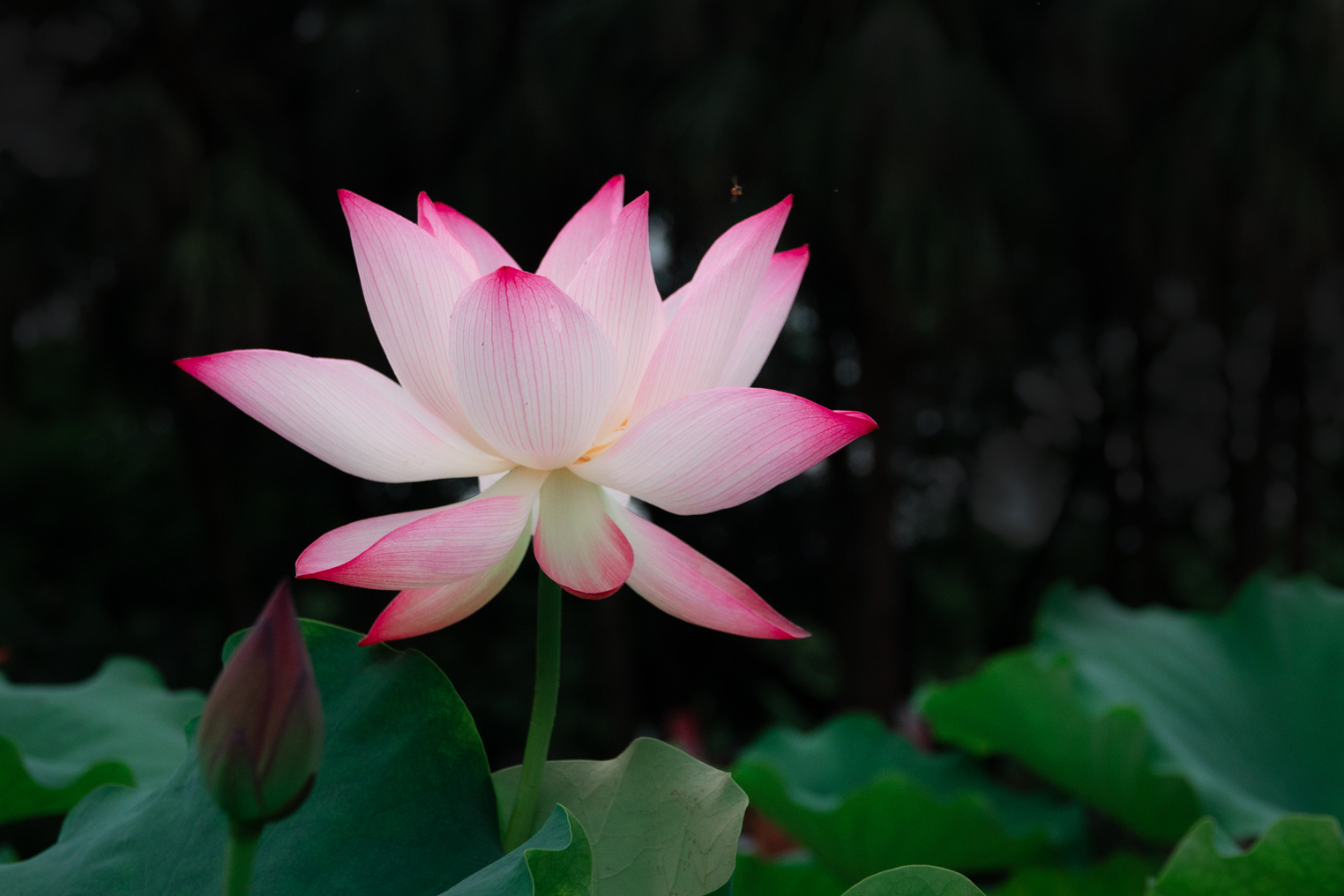 DSC07381-0 - 副本.jpg