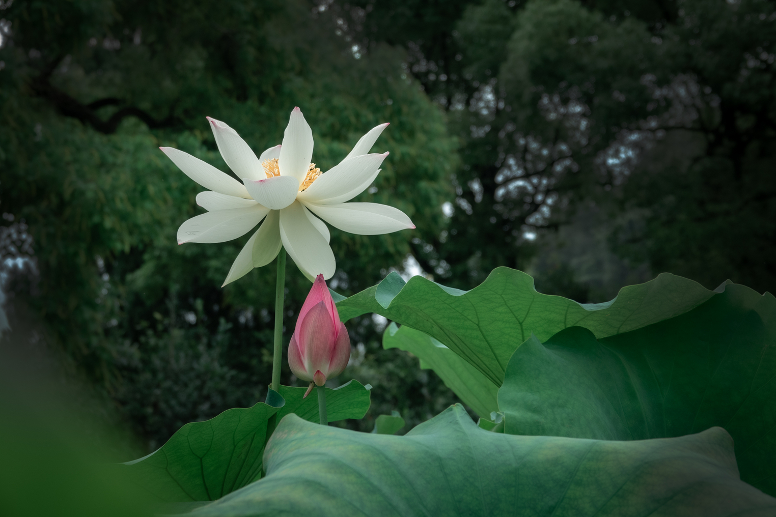DSC07384-0 - 副本.jpg