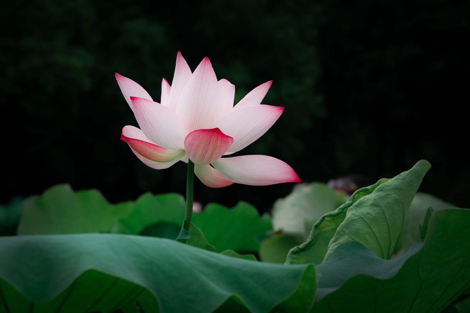 DSC07420-0 - 副本.jpg
