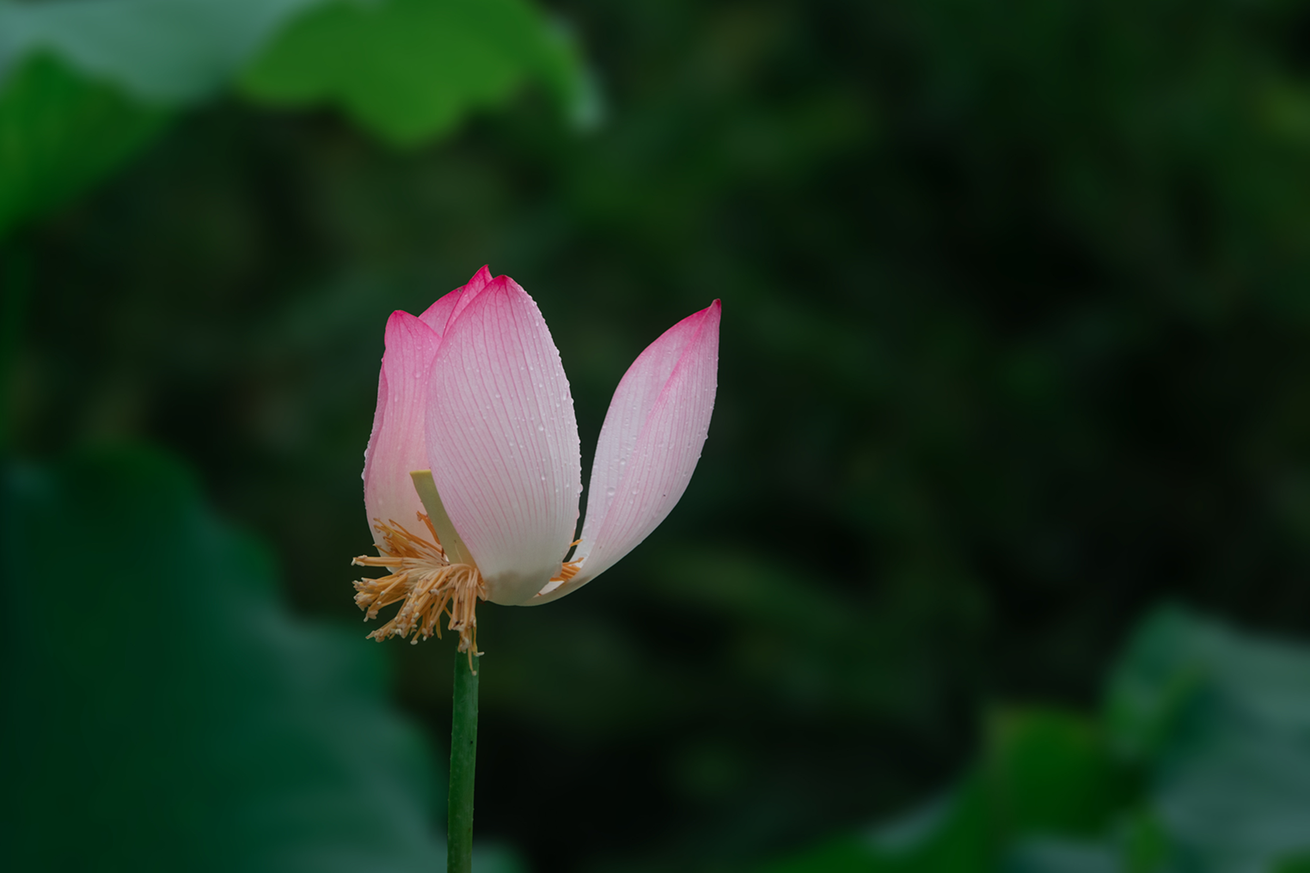 DSC07607-0.jpg