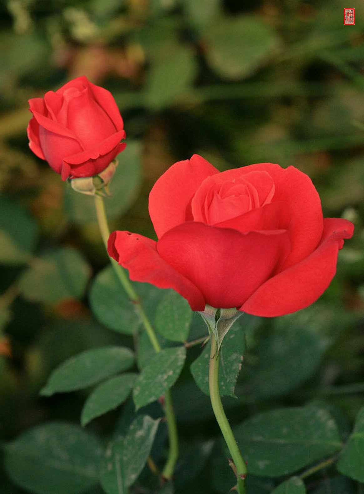 IMG_0365--------------.jpg