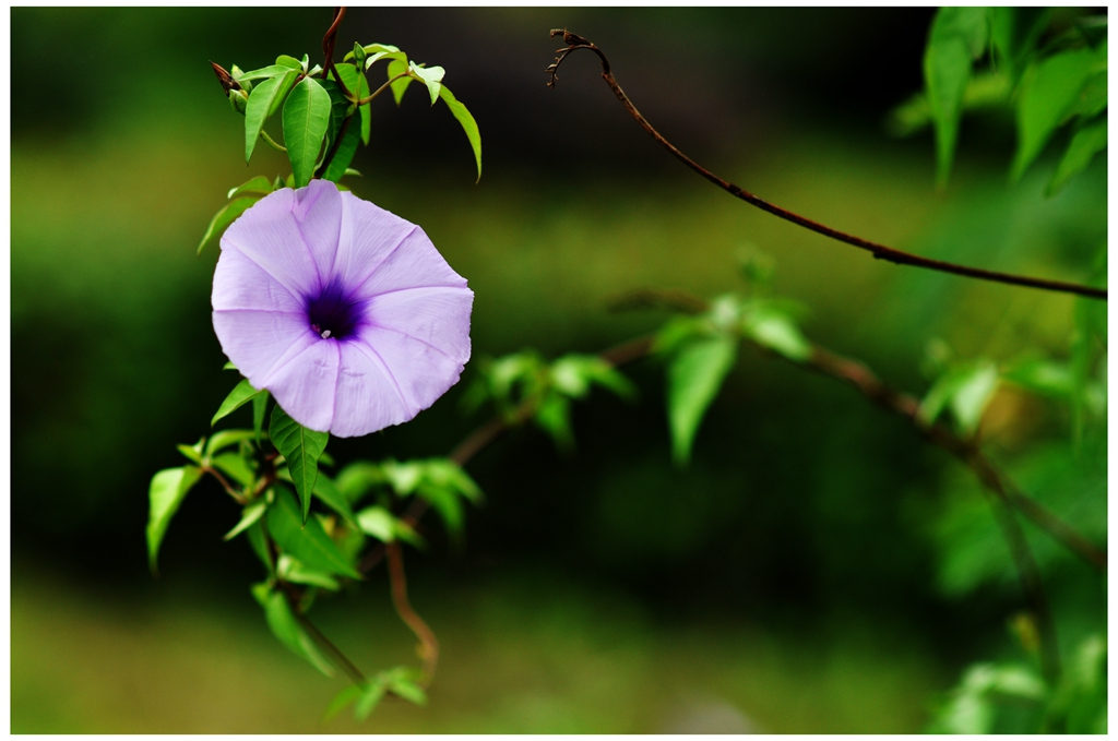 DSC_0083a_副.jpg