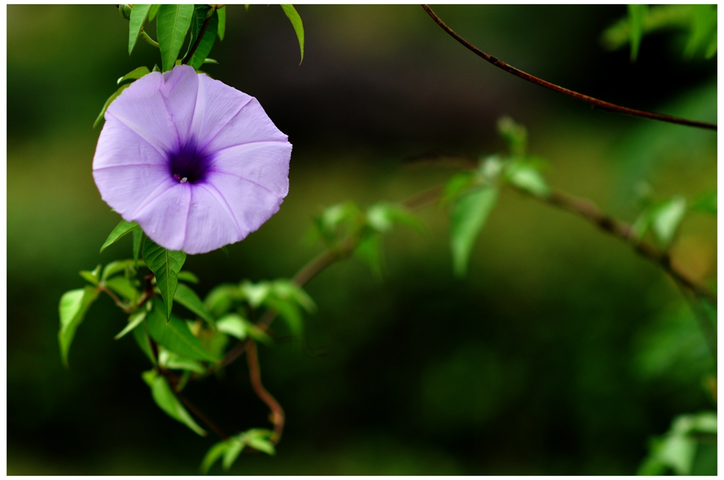 DSC_0084a_副.jpg