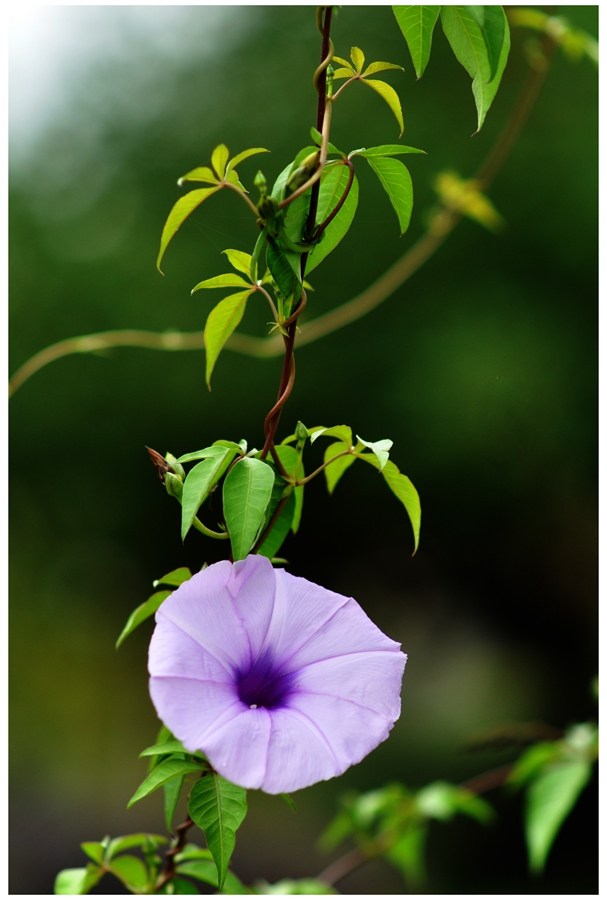 DSC_0085a_副.jpg