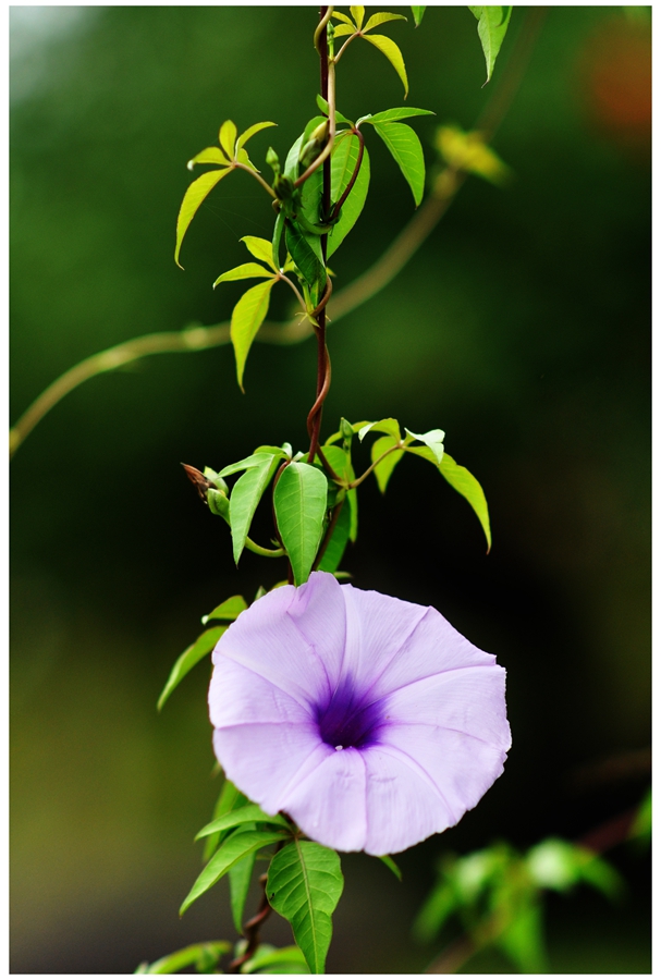 DSC_0086a_副.jpg
