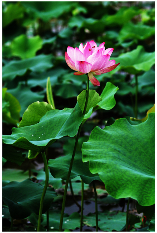 DSC_0231a.jpg