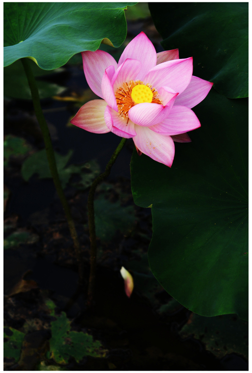 DSC_1788a_副本.jpg