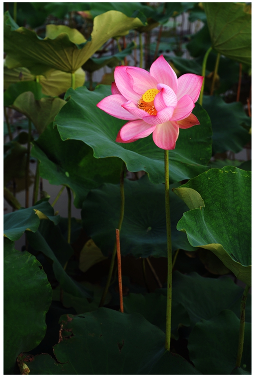 DSC_1826x_副本.jpg
