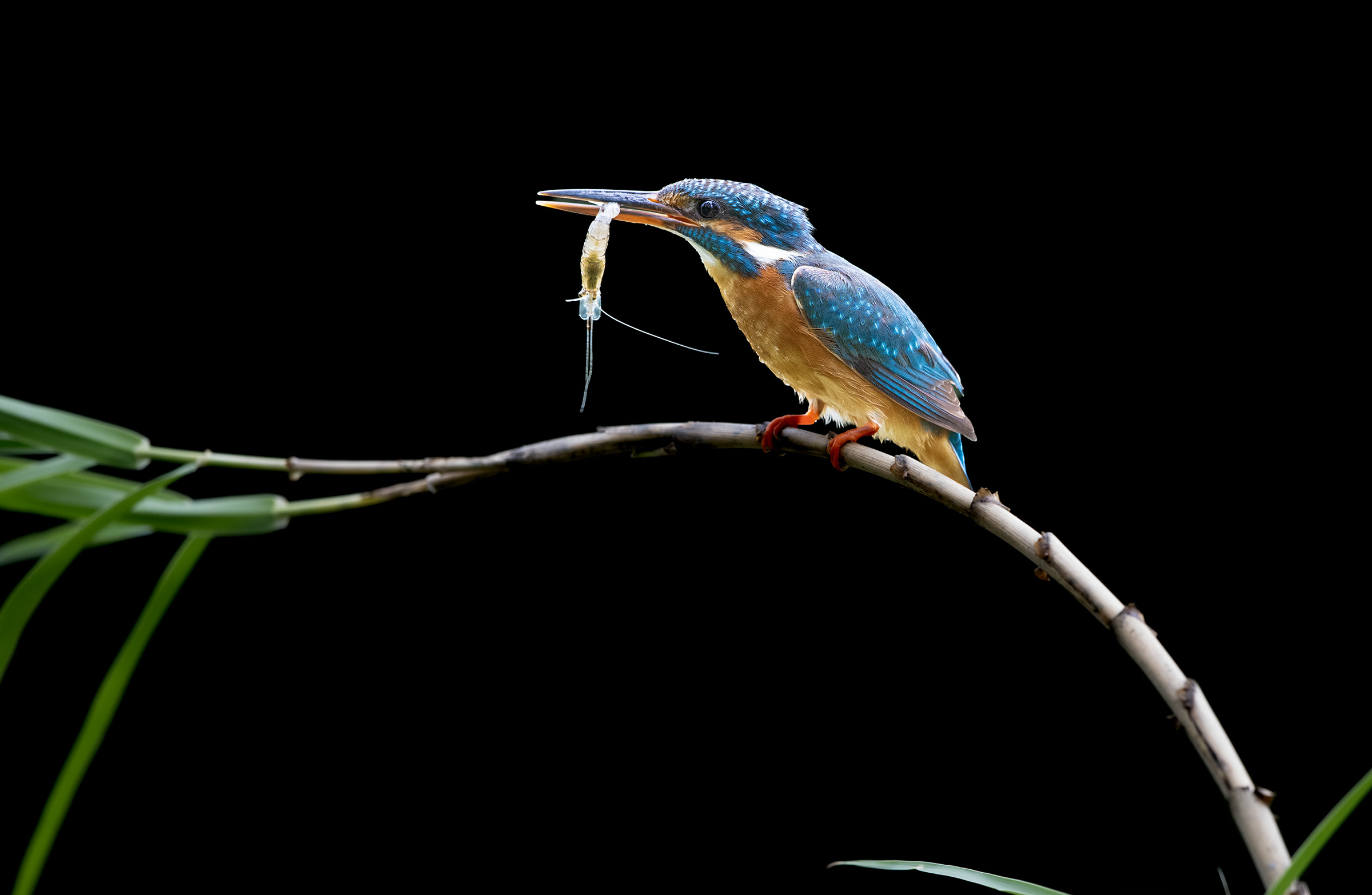 DSC_1710.jpg