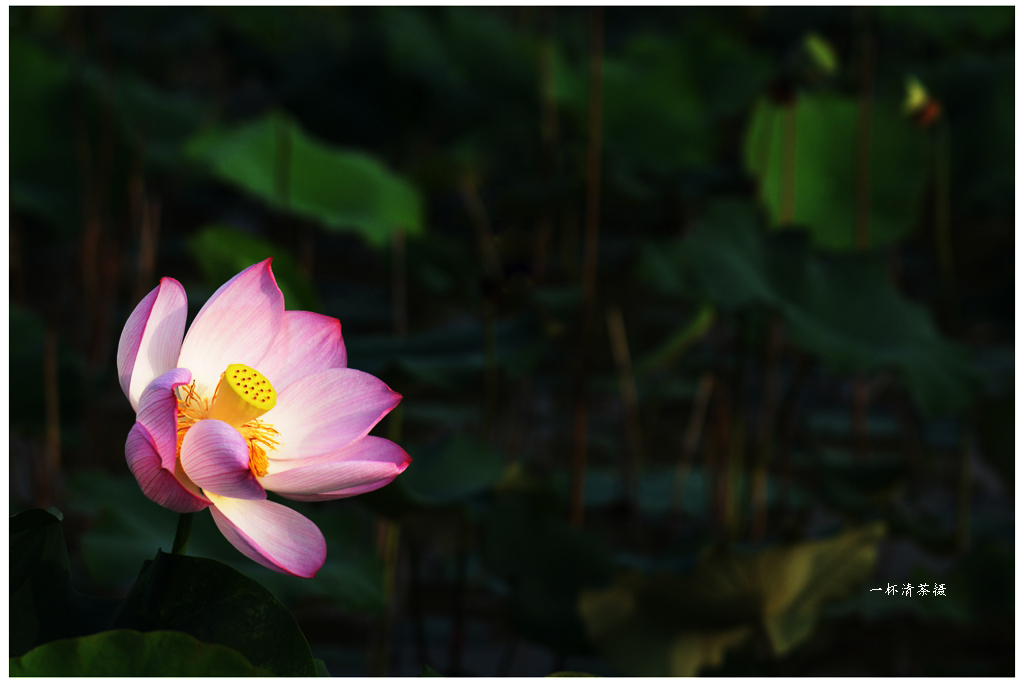 DSC_2076A.jpg