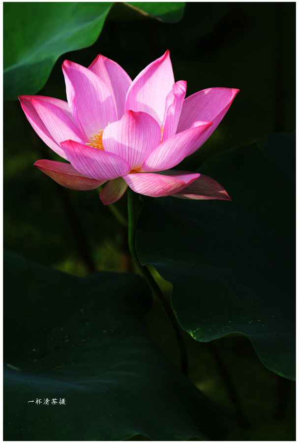 DSC_2097x_副本.jpg