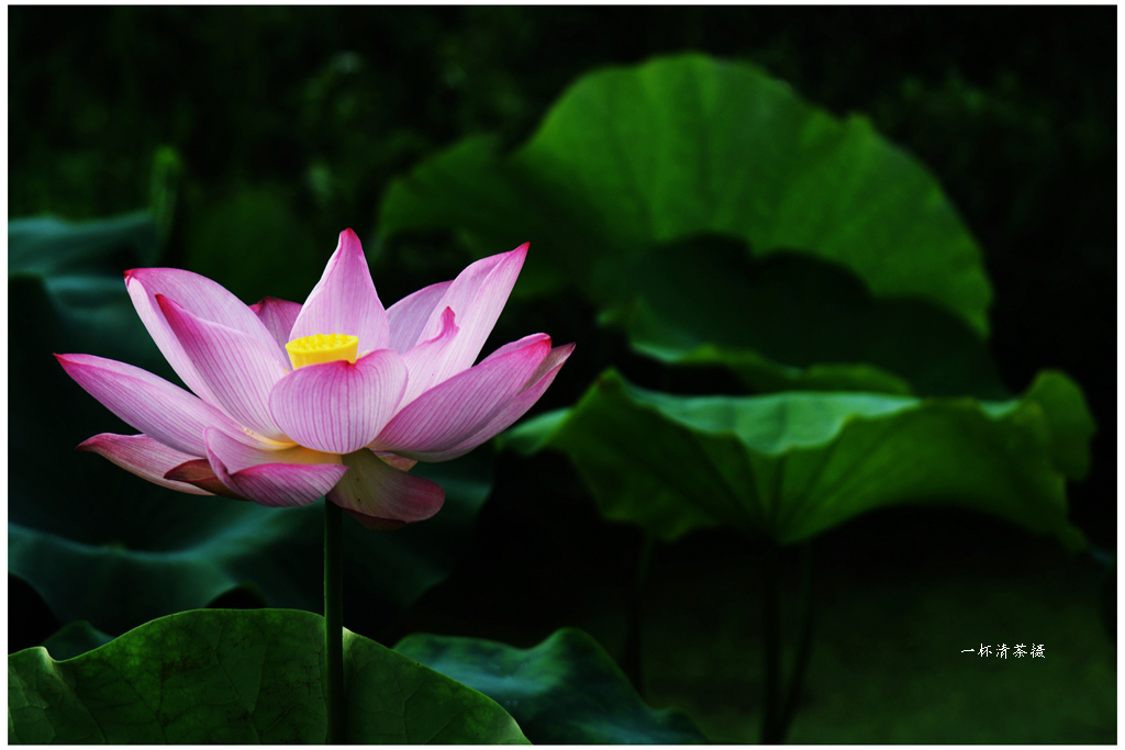 DSC_2108a_副本.jpg