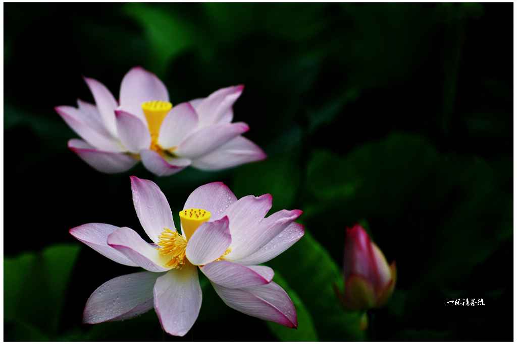 DSC_2509c.jpg