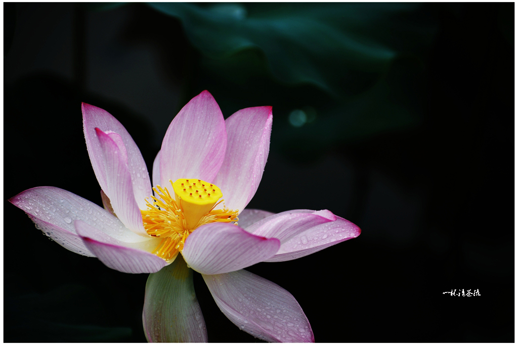 DSC_2513a_副本.jpg