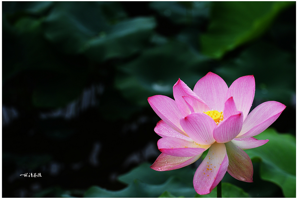 DSC_2520a.jpg