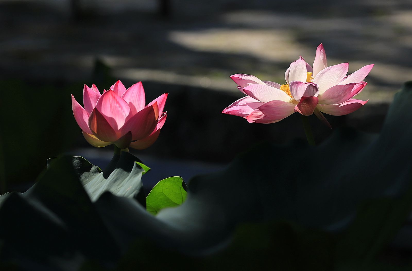 _MG_3243_副本1.jpg